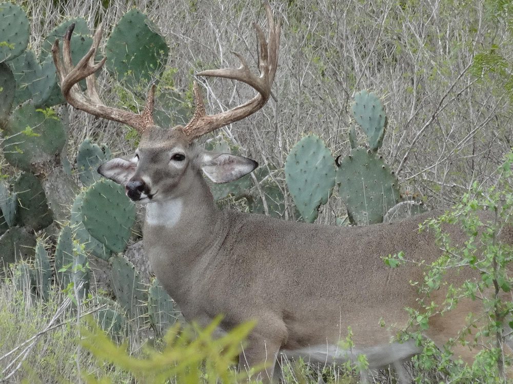 Chula Vista Freer Deer Hunting