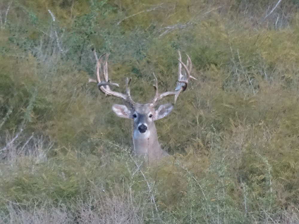 Chula Vista Freer Deer Hunting